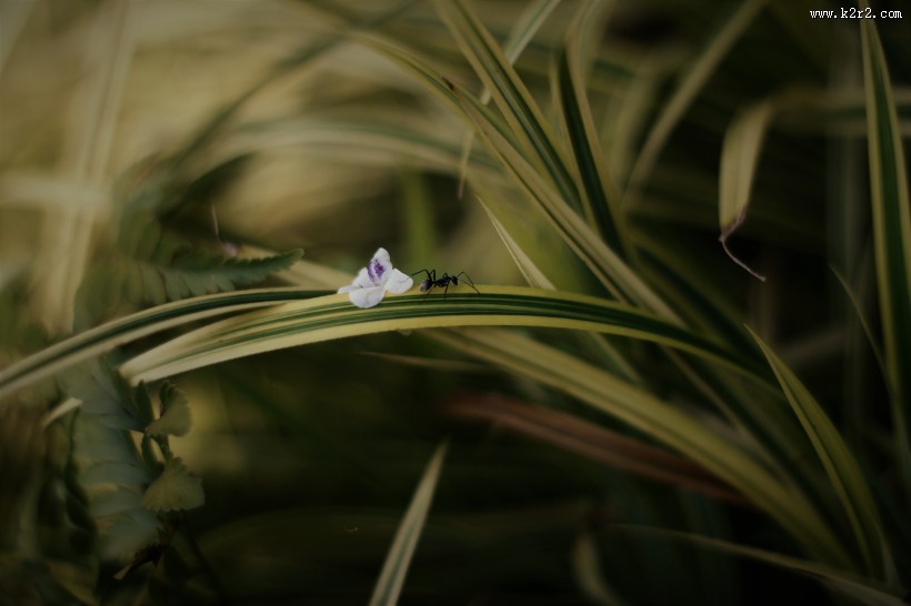 勤劳的蚂蚁图片