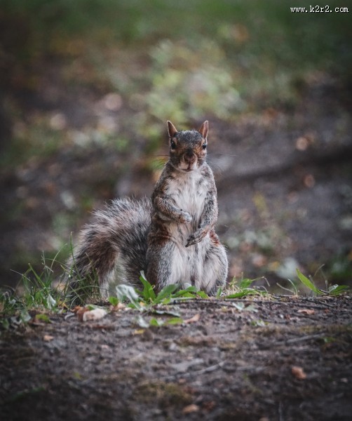 小巧可爱的松鼠图片