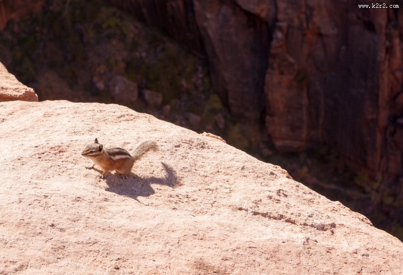 小巧可爱的松鼠图片