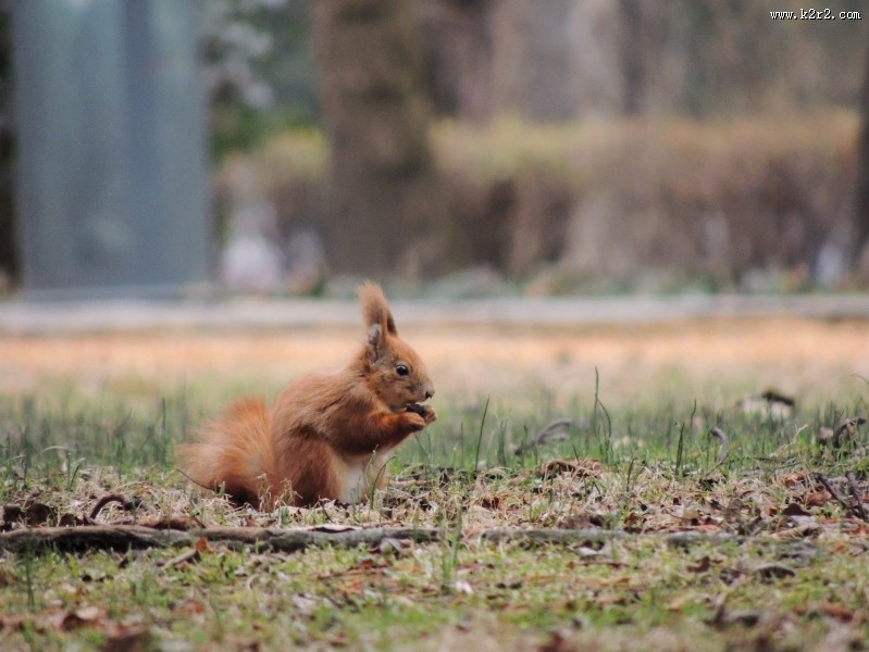 小巧可爱的松鼠图片