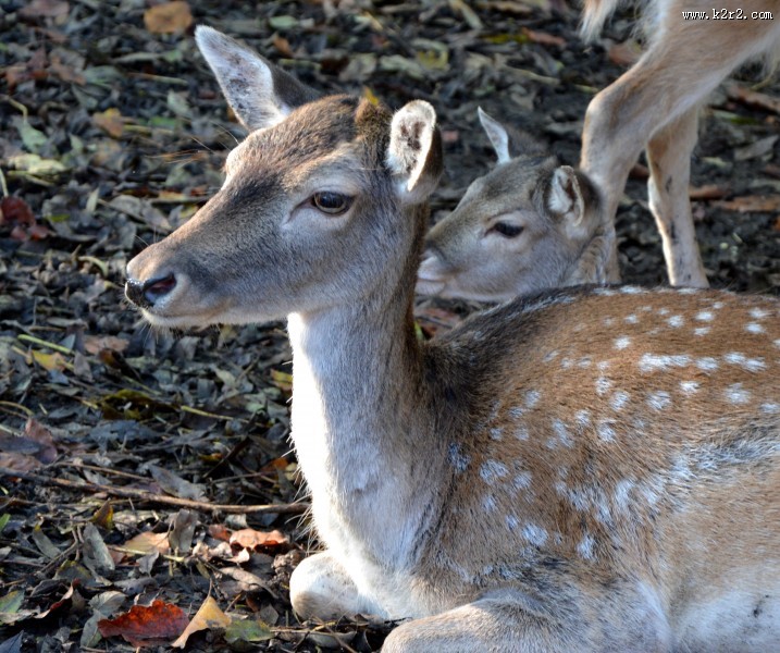 无角的雌性梅花鹿图片