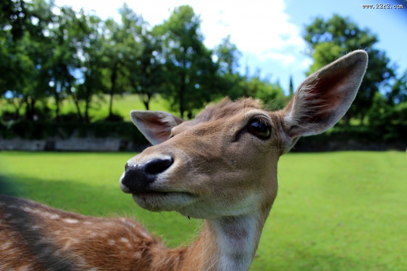 无角的雌性梅花鹿图片