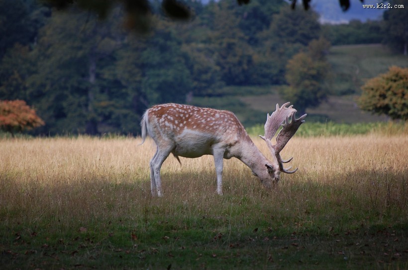 无角的雌性梅花鹿图片