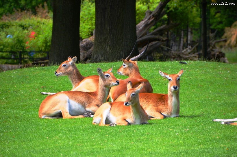野生的羚羊图片