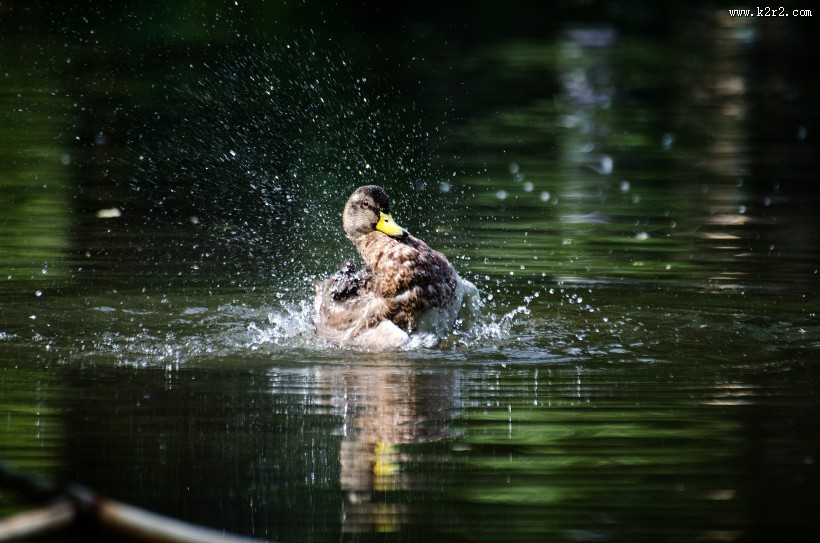 灰色的鸭子图片