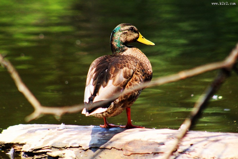 灰色的鸭子图片