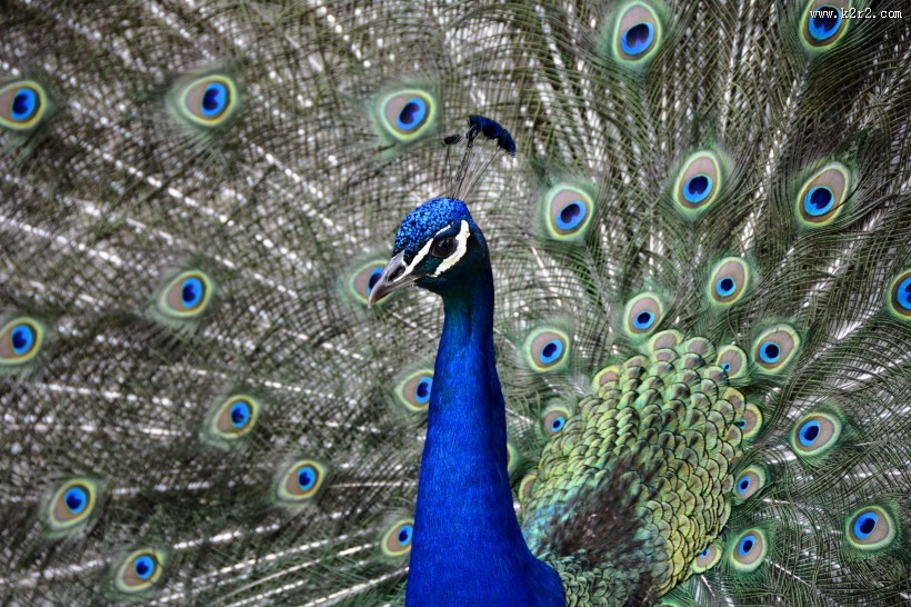 孔雀开屏的图片
