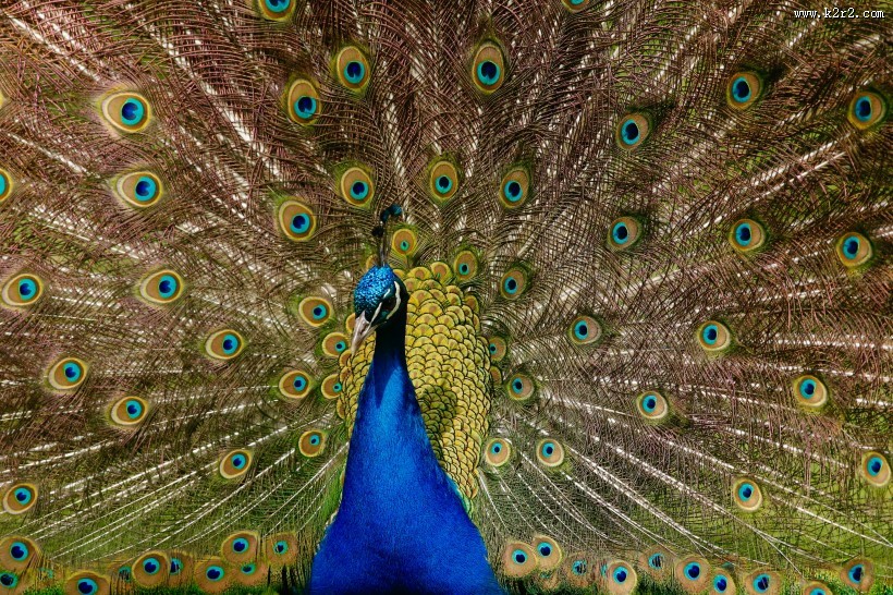 孔雀开屏的图片