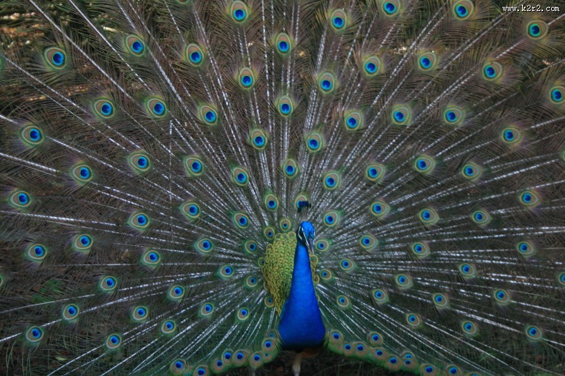 孔雀开屏的图片