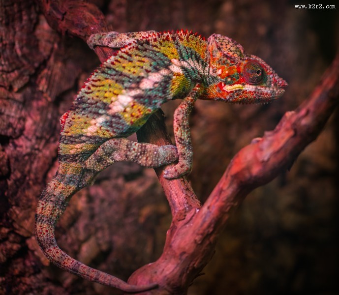 颜色各异的变色龙图片大全
