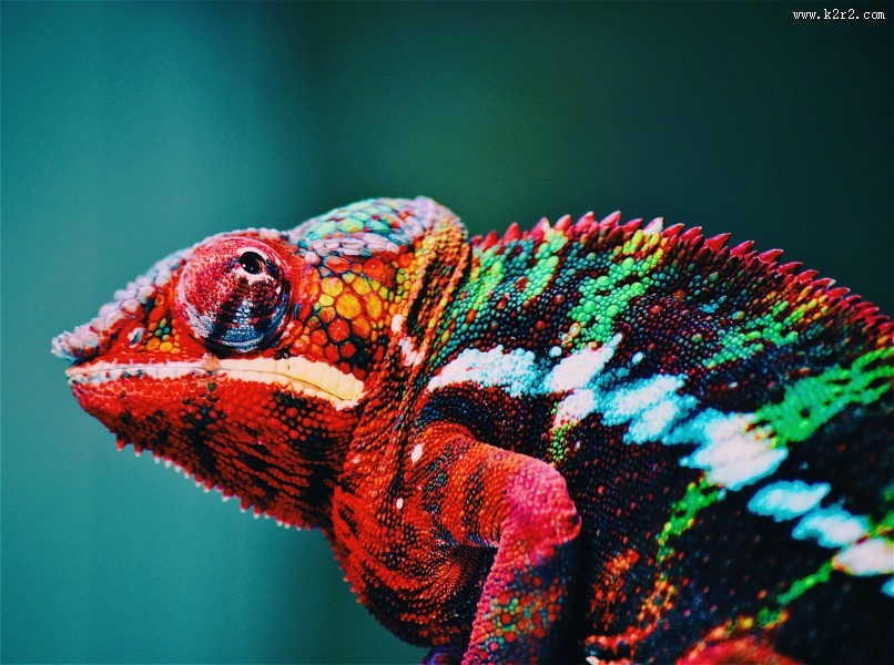 颜色各异的变色龙图片大全