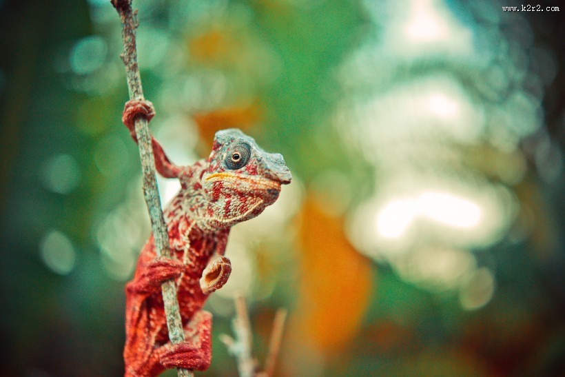颜色各异的变色龙图片大全