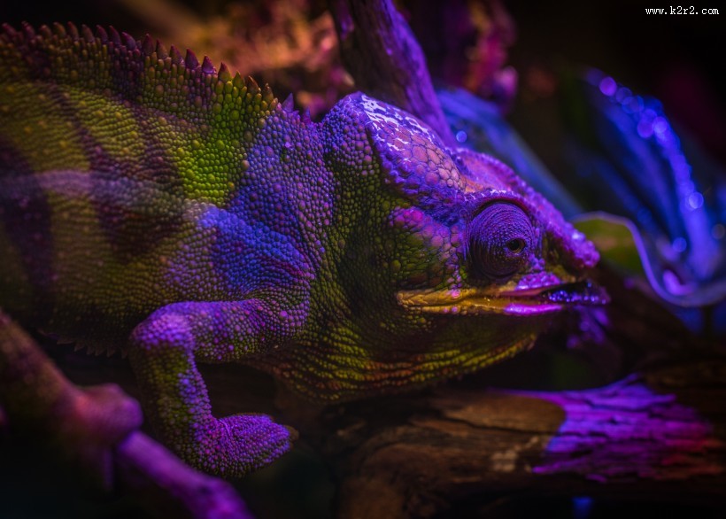 颜色各异的变色龙图片大全