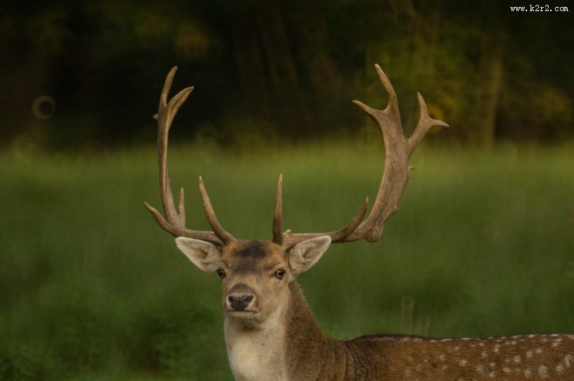 健壮的野生鹿图片