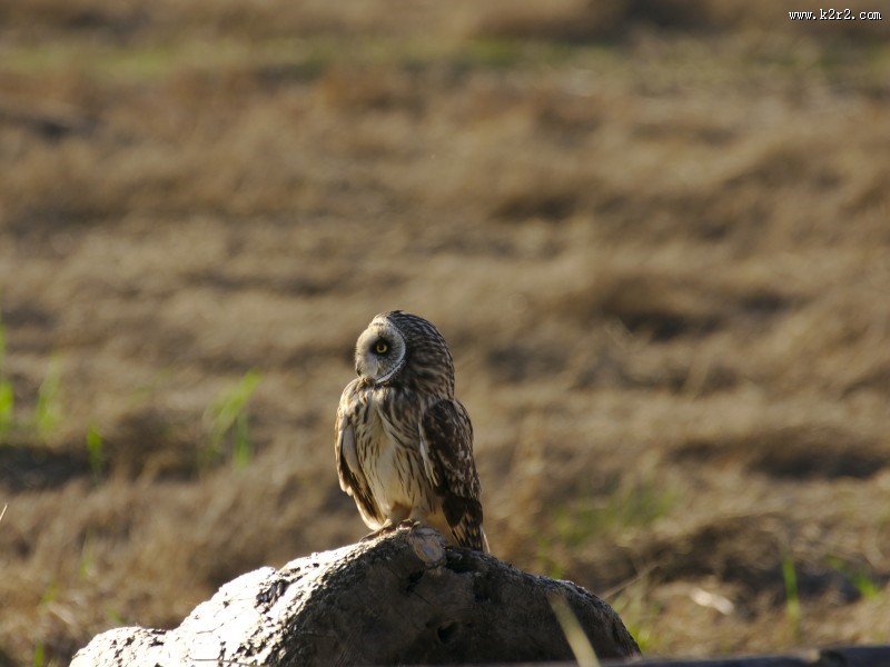 不同种类的猫头鹰图片