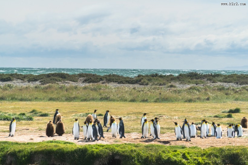 可爱呆萌的企鹅图片