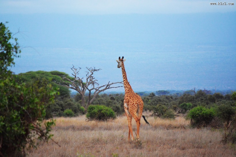 高大的野生长颈鹿图片
