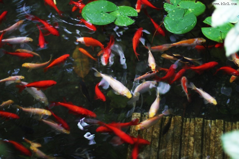 水里的金鱼图片