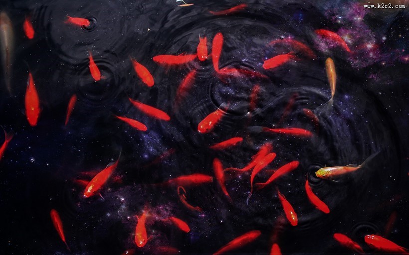 水里的金鱼图片