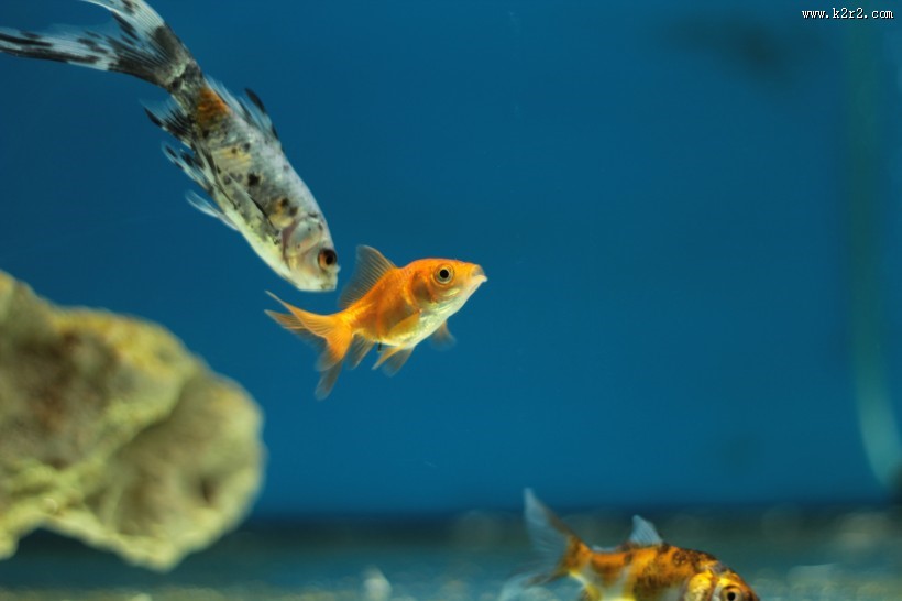 水里的金鱼图片