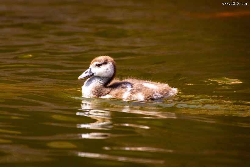 水里的鸭子图片