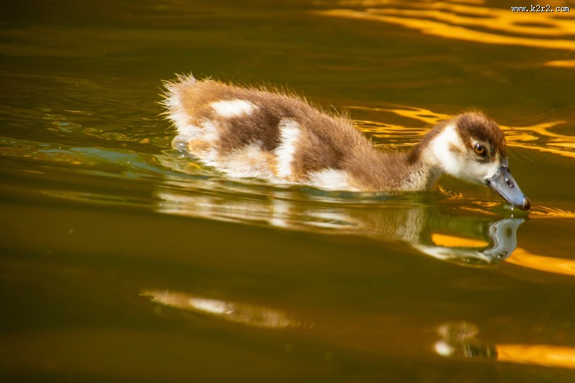 水里的鸭子图片