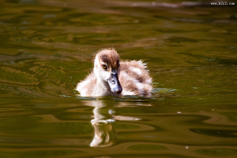 水里的鸭子图片