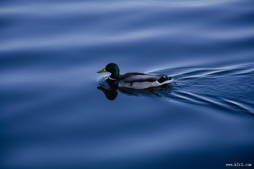 水里的鸭子图片