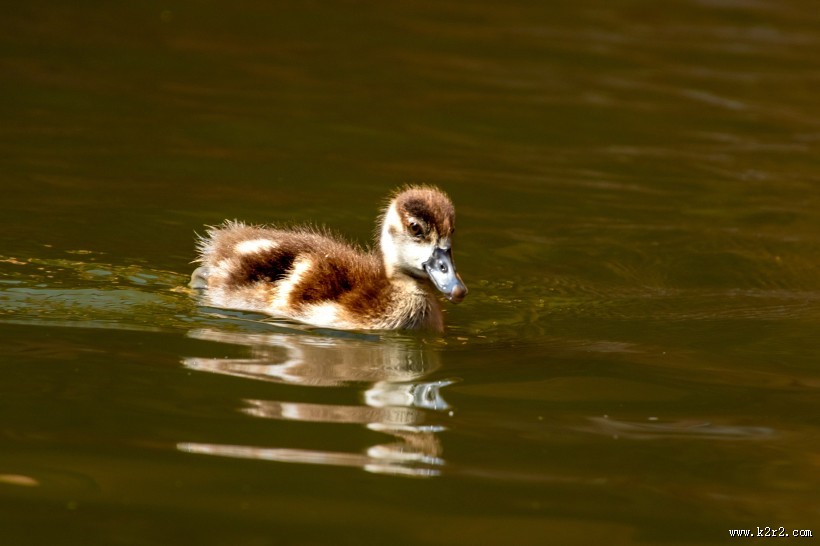 水里的鸭子图片