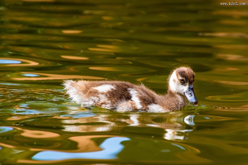 水里的鸭子图片