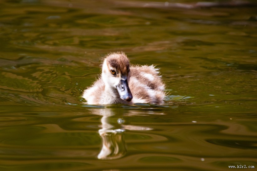 水里的鸭子图片