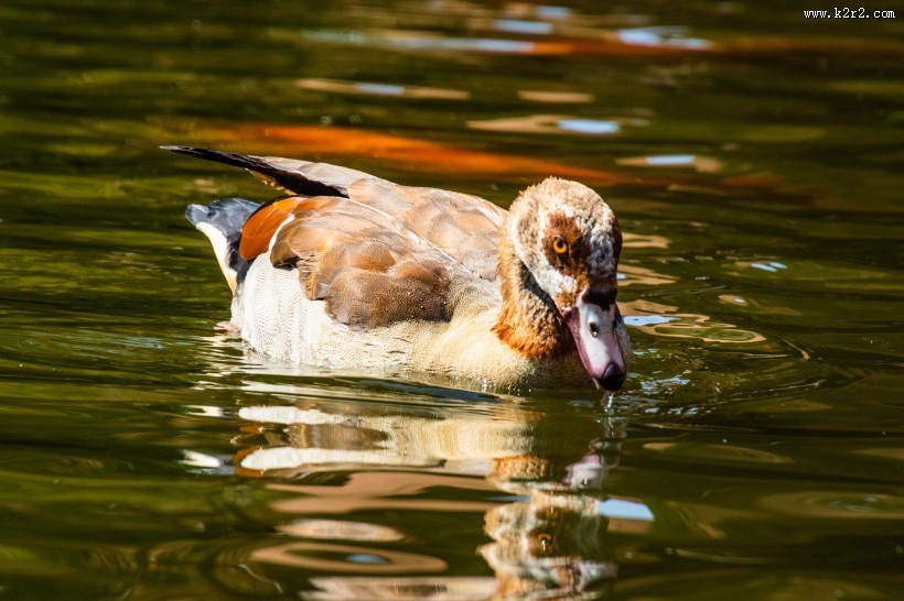水里的鸭子图片