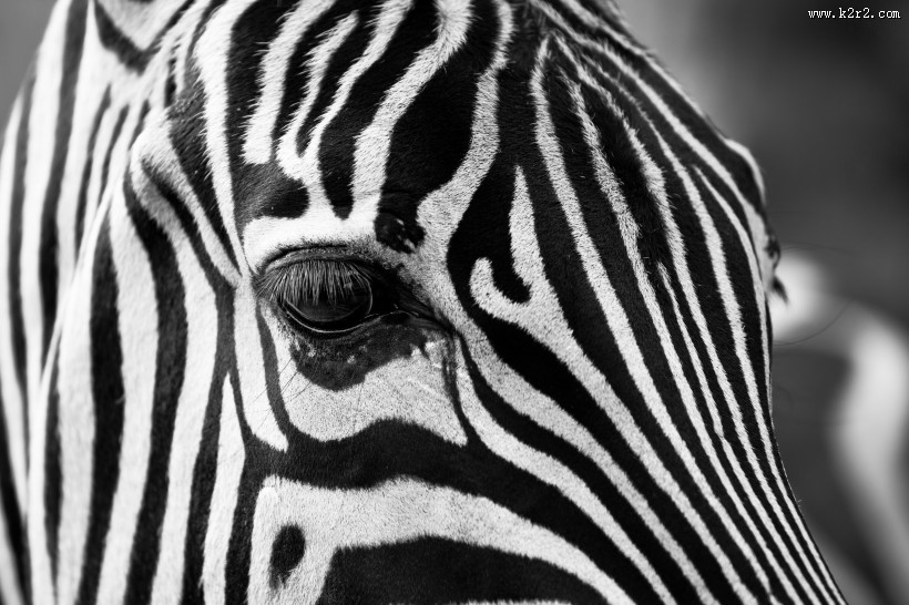 拥有黑白斑纹的斑马图片大全