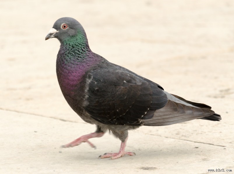 一只灰色的鸽子图片大全