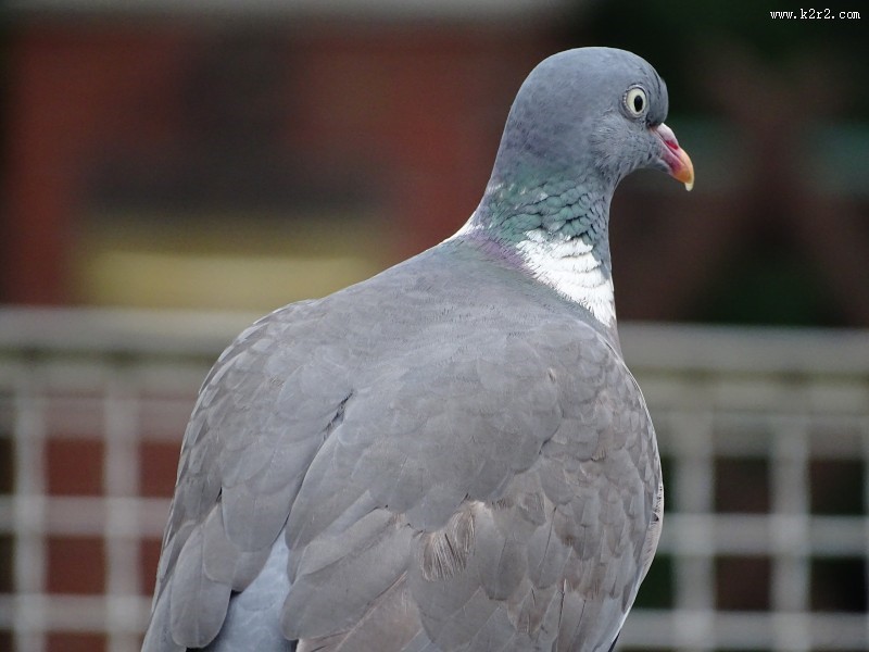 一只灰色的鸽子图片大全