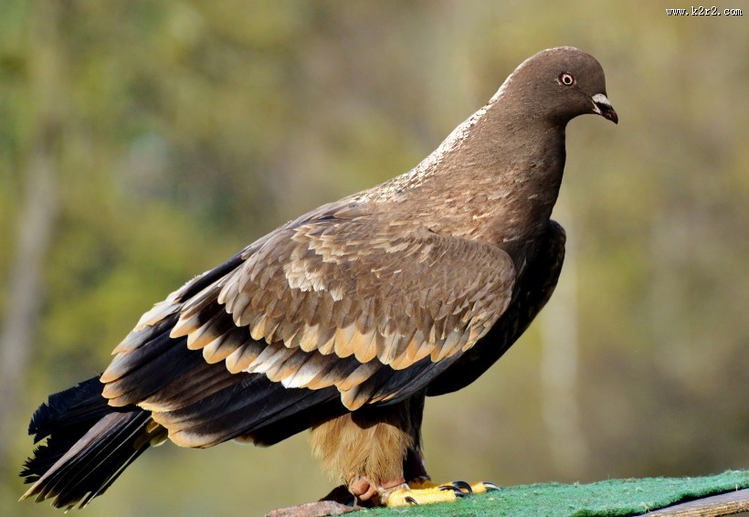 一只灰色的鸽子图片大全
