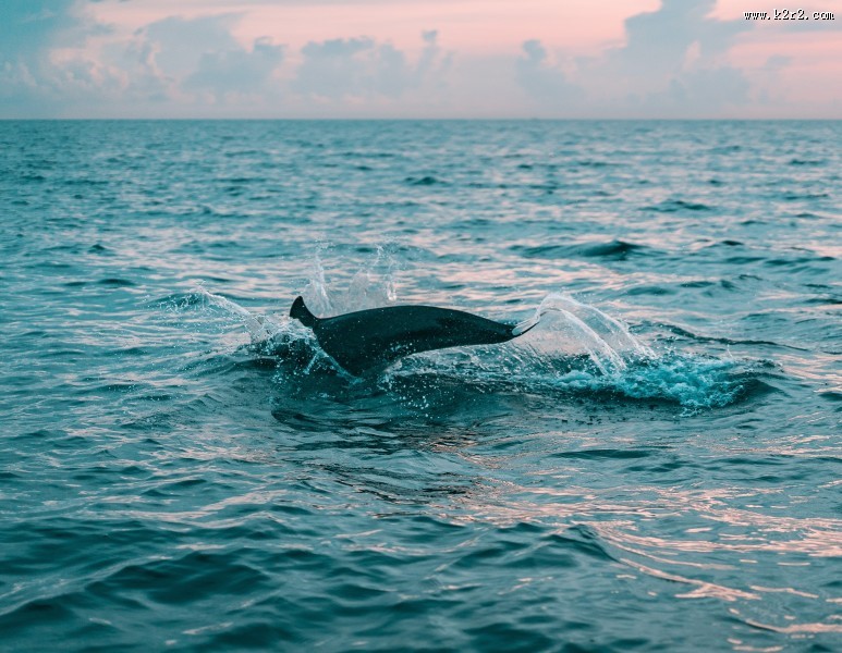 成群结队的海豚图片