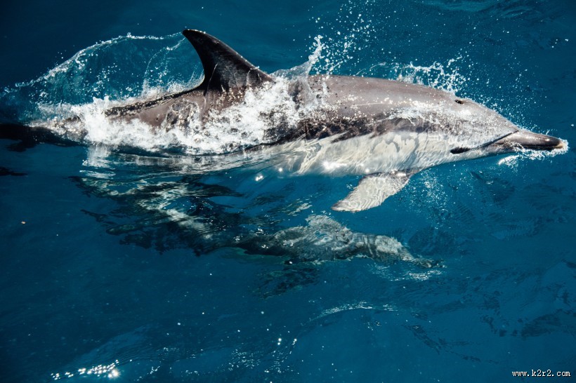 成群结队的海豚图片