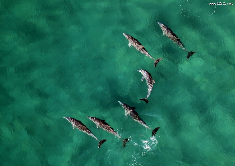 成群结队的海豚图片