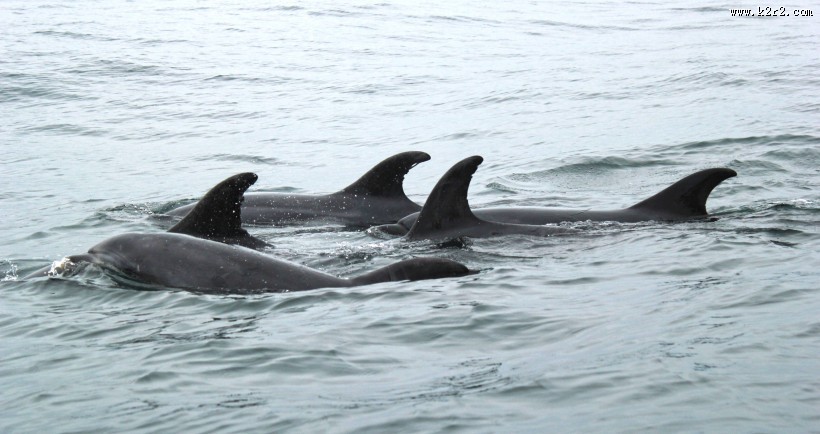 成群结队的海豚图片