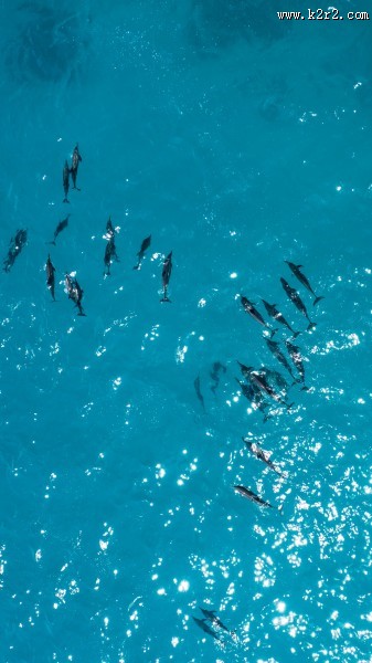 成群结队的海豚图片