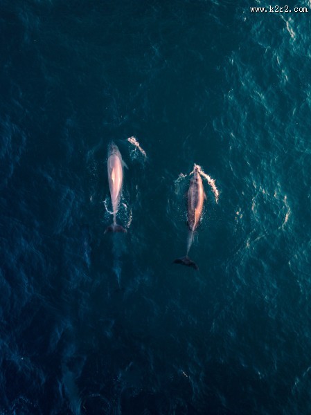 成群结队的海豚图片