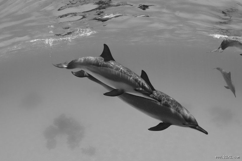 成群结队的海豚图片