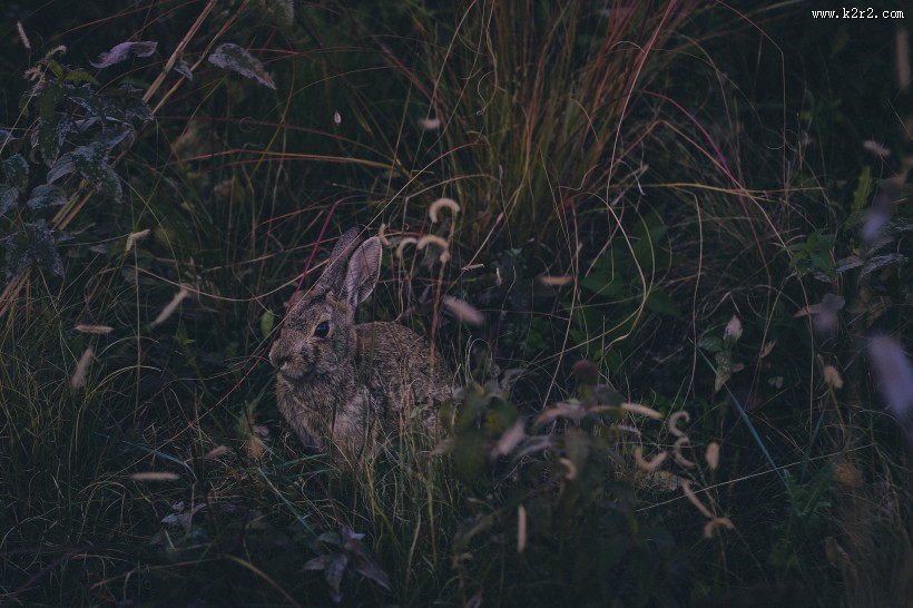 呆萌可爱的兔子图片