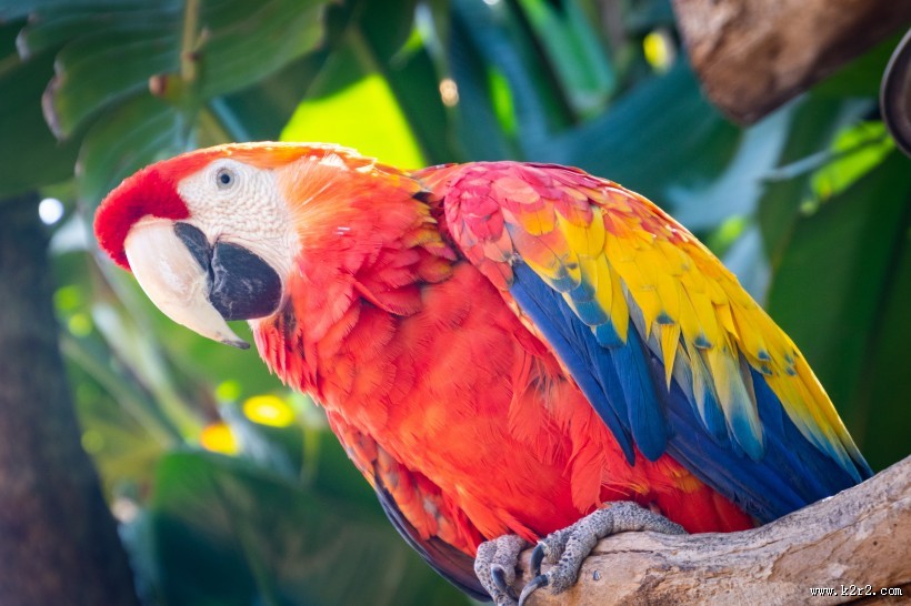 猩红金刚鹦鹉图片