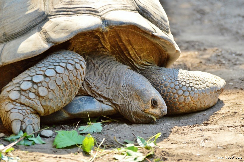 缓慢爬行的乌龟图片