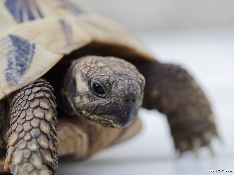 缓慢爬行的乌龟图片