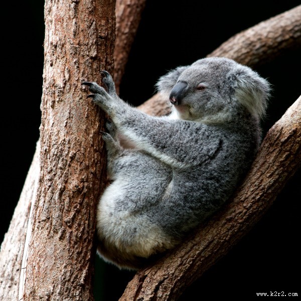 树上的考拉图片