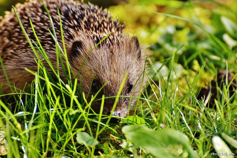 呆萌的刺猬图片