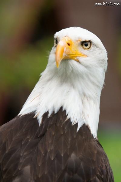 美国国鸟白头海雕头部图片大全